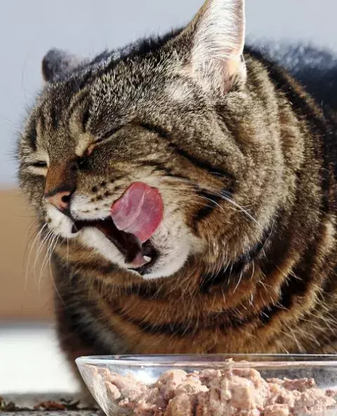 feeding and nutrition cats