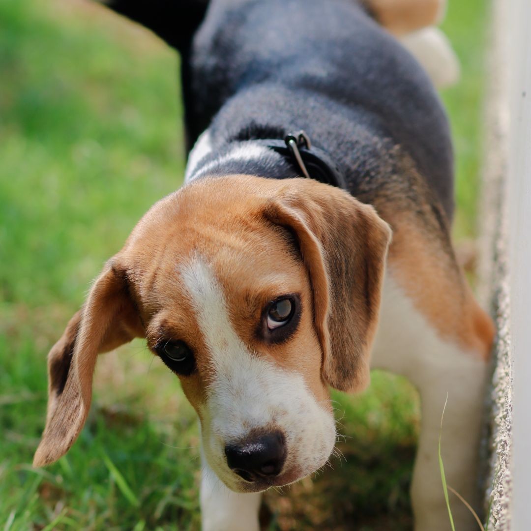 Beagle puppy peeing up wall