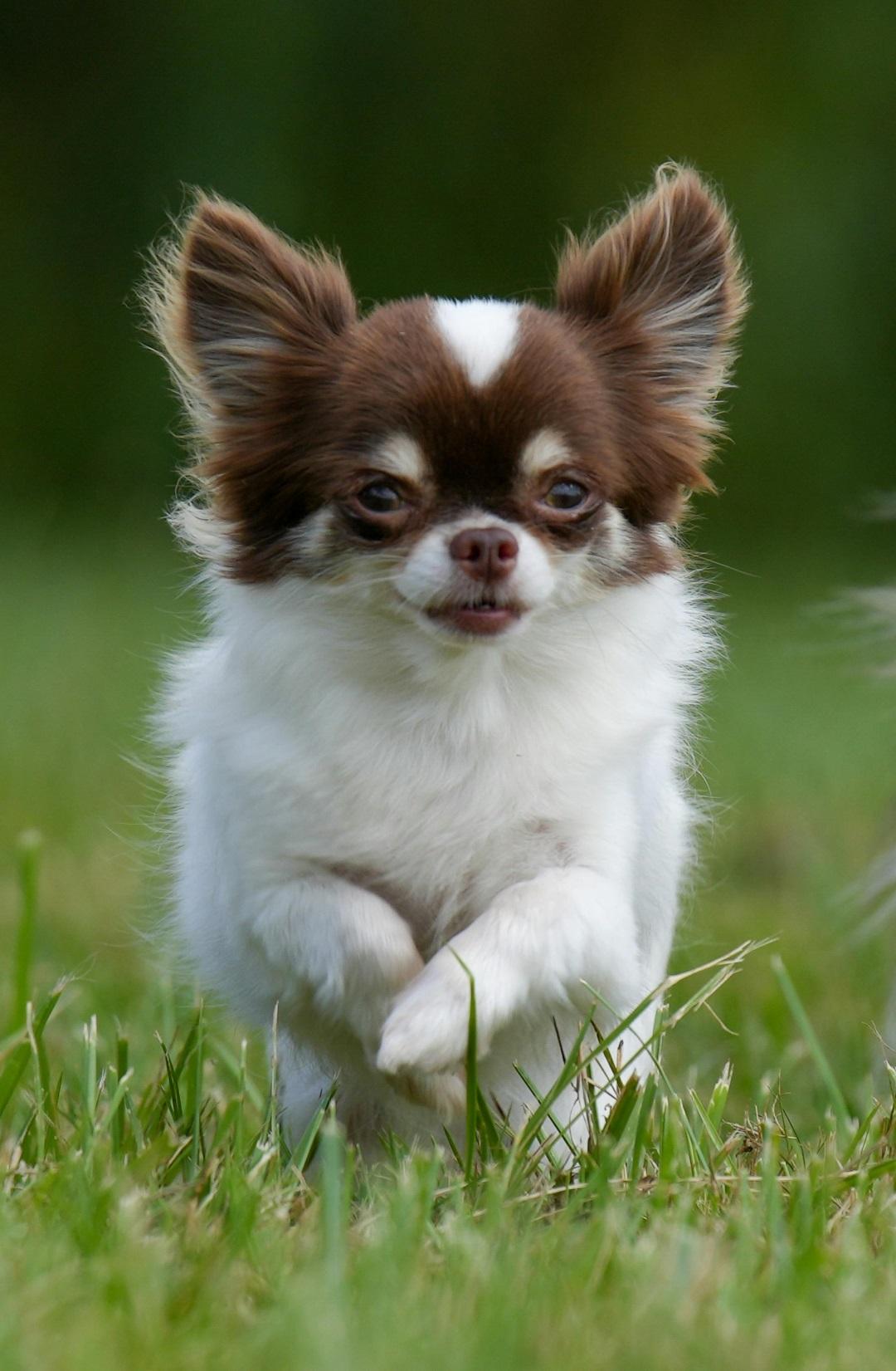 Short Chihuahua