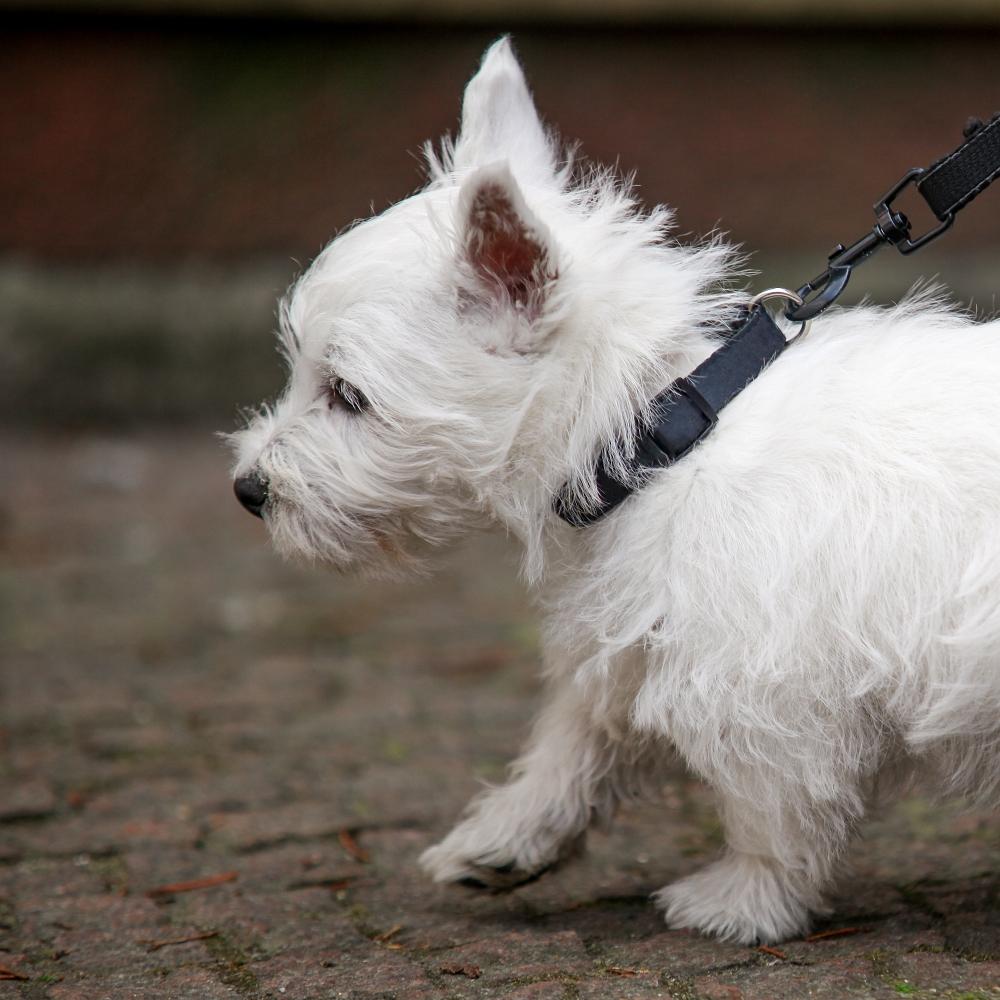 Westie Puppy
