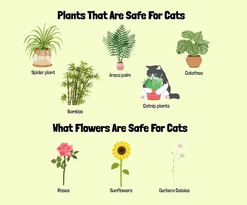 a graphic showing plants that are safe for cats and flowers that are safe for cats