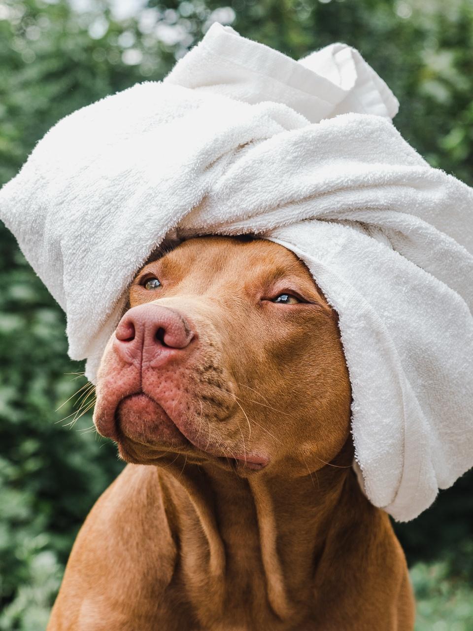 Lovable, adorable puppy of chocolate color. Close-up, outdoor. Day light. Concept of care, education, obedience training, raising pets