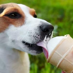 Can Dogs Eat Ice Cream?