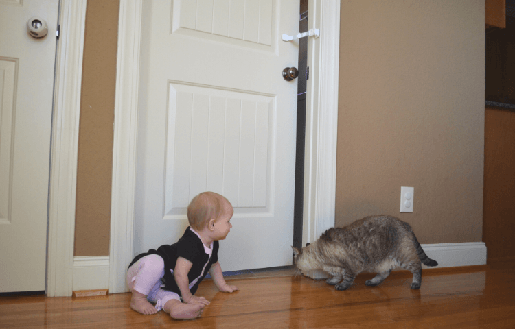 Door Buddy - Baby gate with cat door