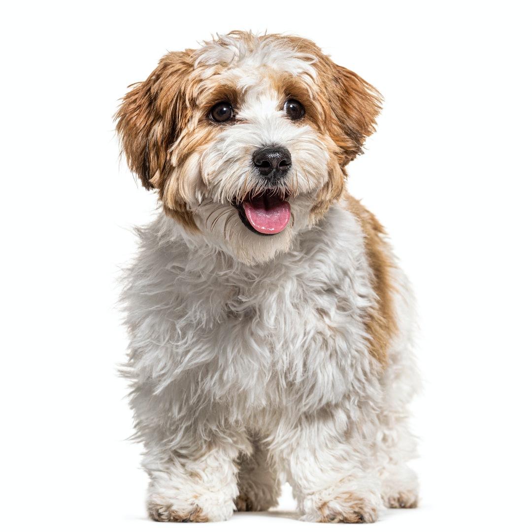 Havanese Dog Breed