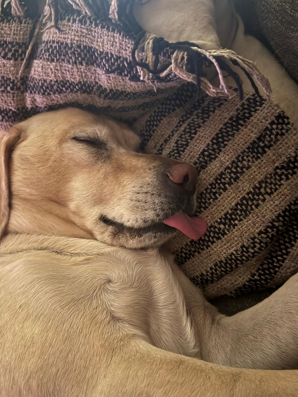 Cute golden Labrador asleep on the sofa with his tongue hanging out. Deep sleep dog.