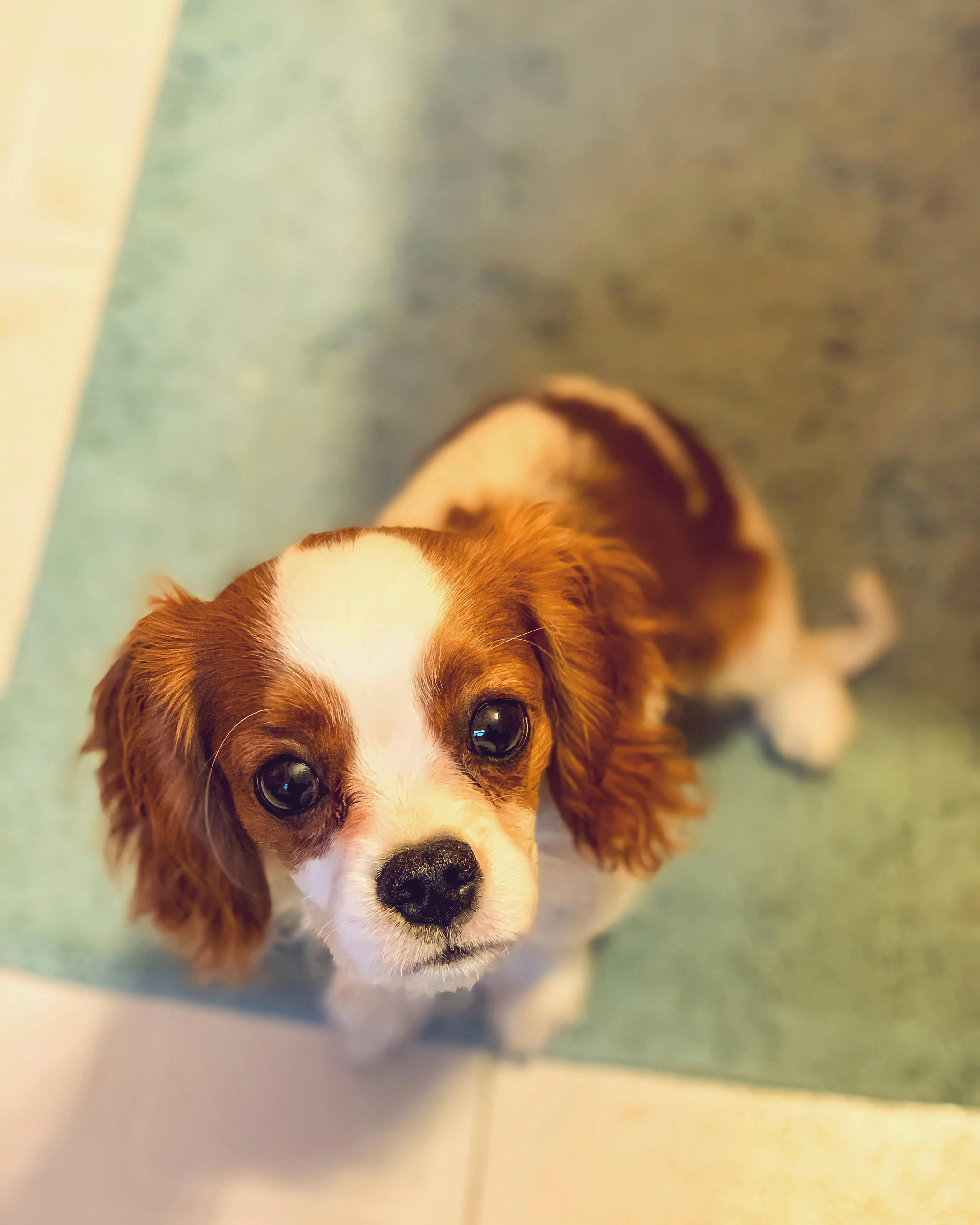 Cavalier King Charles Spaniel puppy