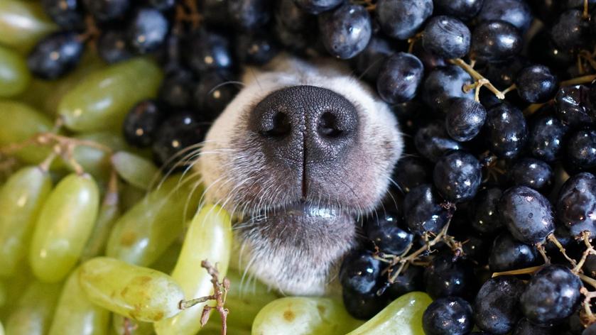 Gallery Detail: Can Dogs Eat Grapes Are Grapes Bad For Dogs