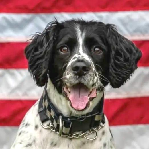 K-9 Brit