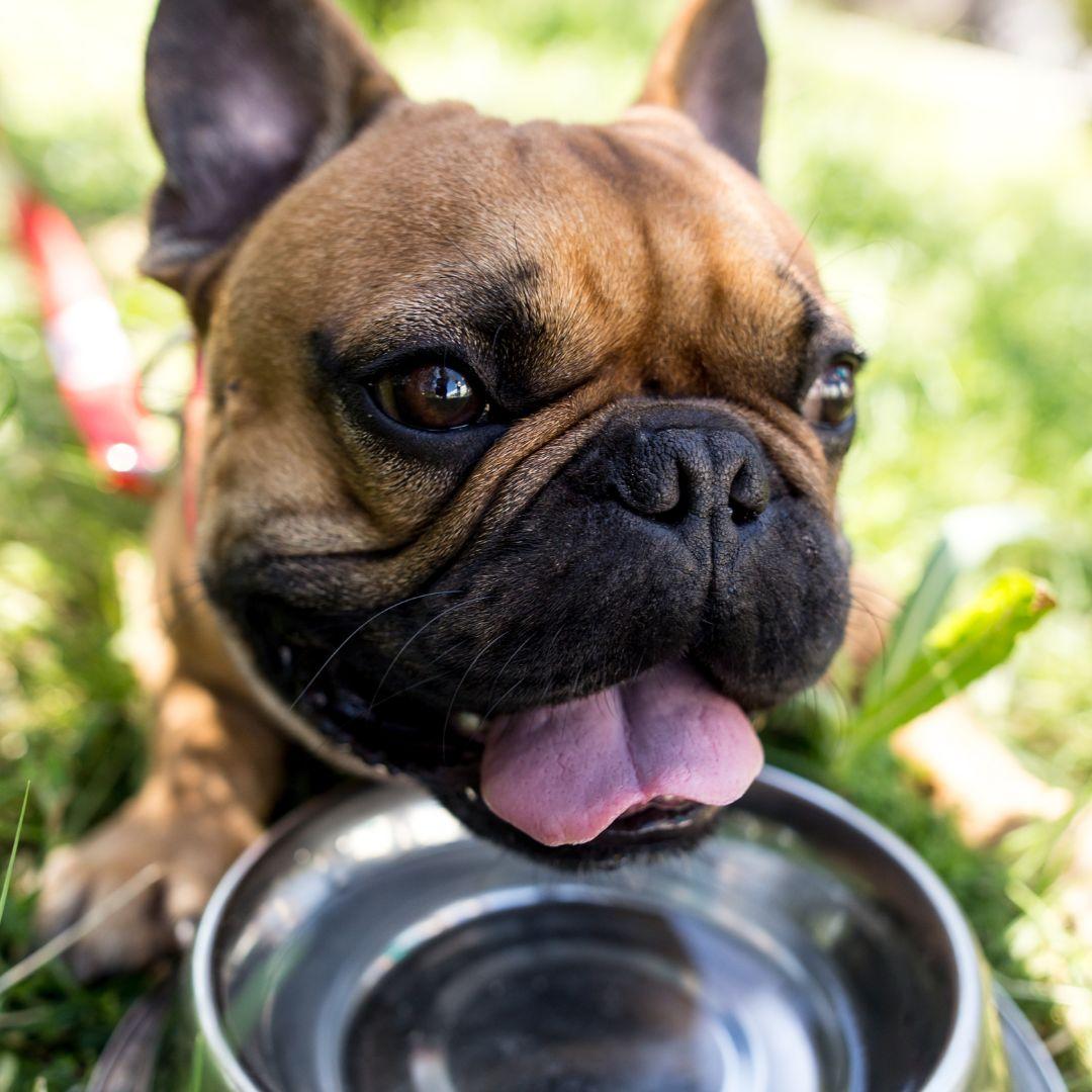 Frenchie panting over water bowl