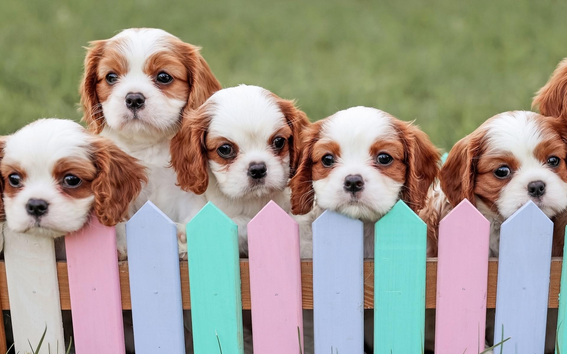 King Charles Spaniel puppies in a basket