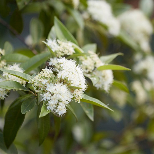 Scent of Margaret River Soap Moon Haven