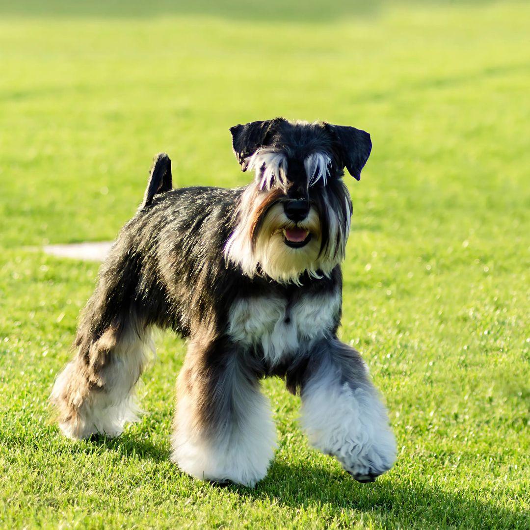 Miniature Schnauzers