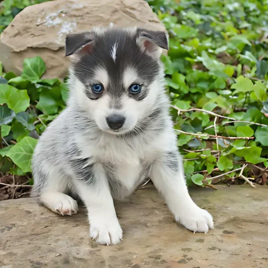 pomsky dog outdoors