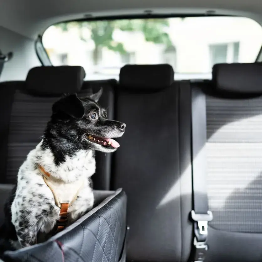 A dog sitting in a car seat, with its head out the window, enjoying the breeze.