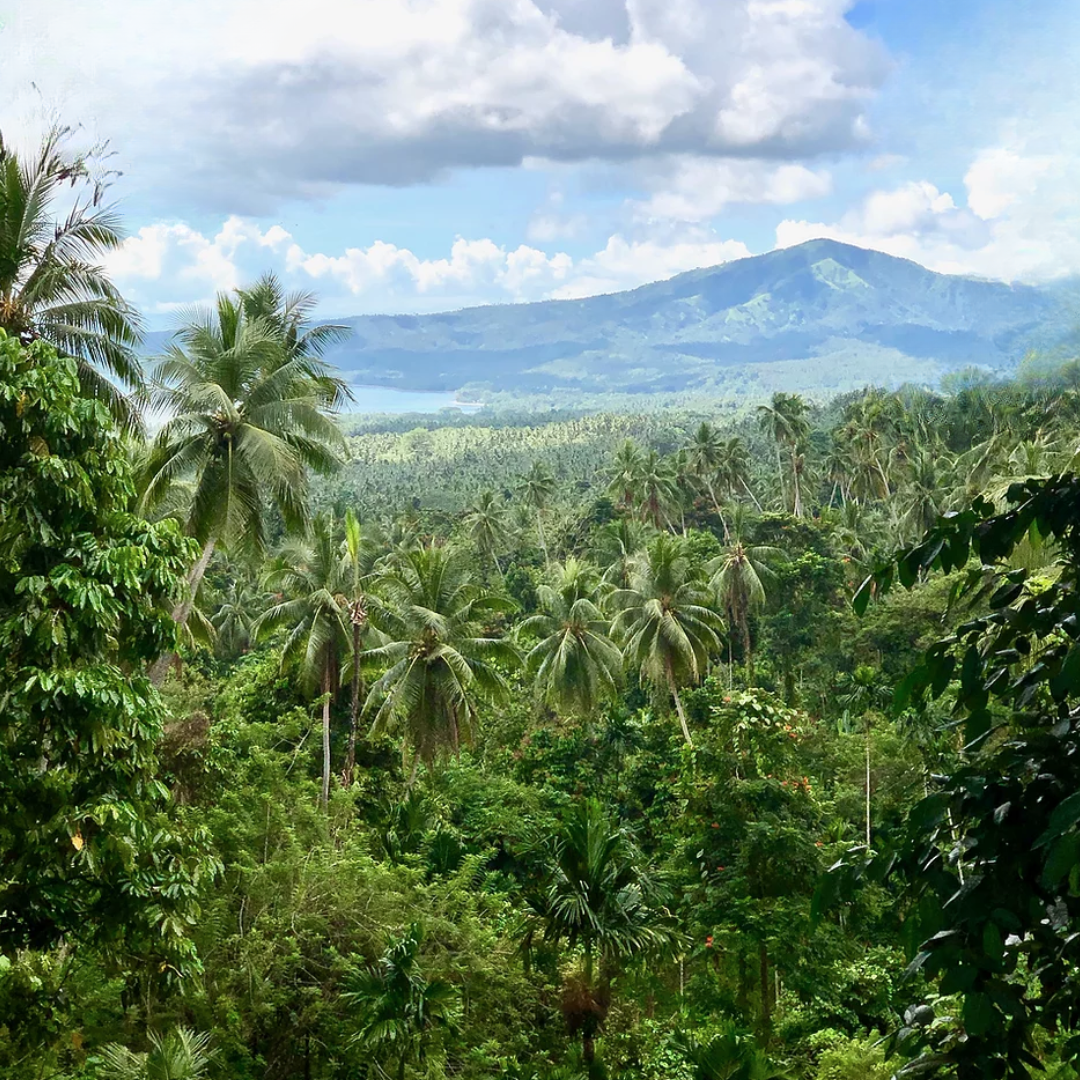 Image of Papua New Guinea Farm looking at mountain