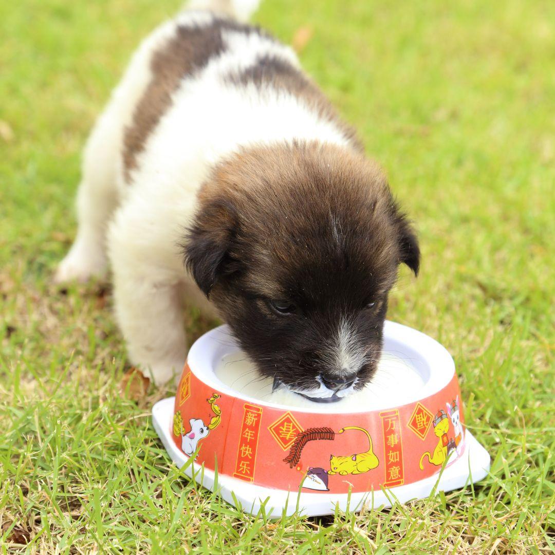 Puppy drinking milk outside