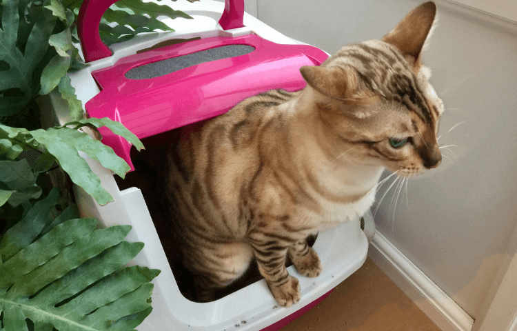 Door Buddy - Blog - enclosed cat litter boxes