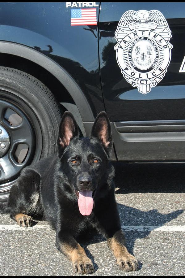 k9 jagger with fairfield police car