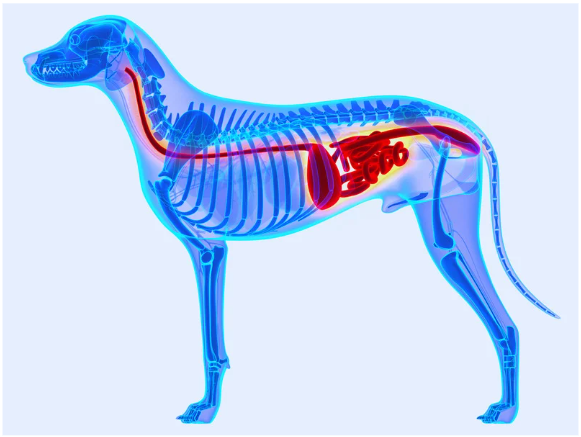 Selvita Canine Dog Skeleton