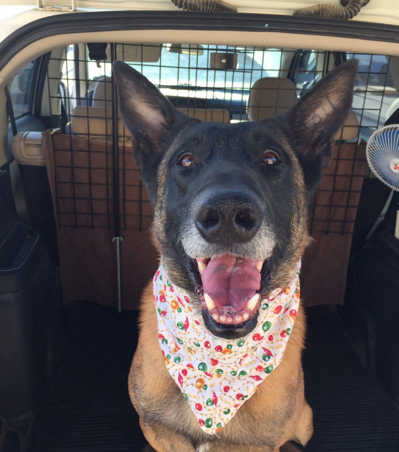 mwv vvladimir in his bandana