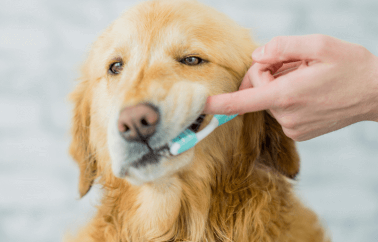 Door Buddy - Blog- pet dental health