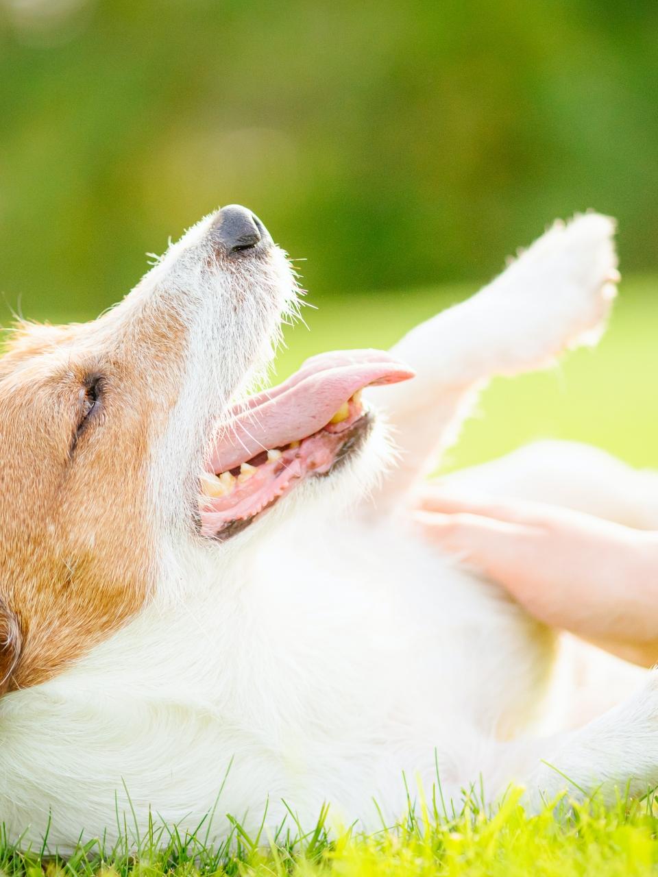 Concept of love and care for pets with female hand patting dog belly
