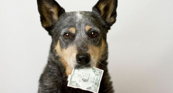 A dog holding a 10 dollar bill in its mouth