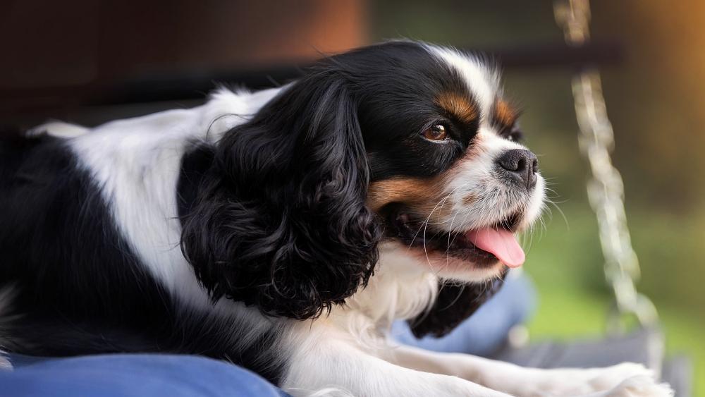Cute dog, cavalier spaniel lying on the pillow in sunset light