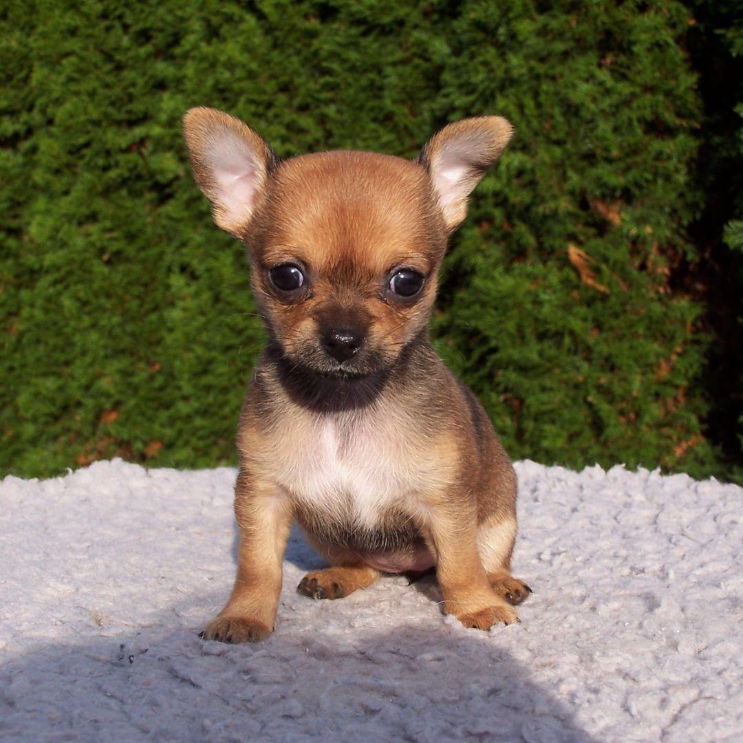 Small Chihuahua puppy outdoors