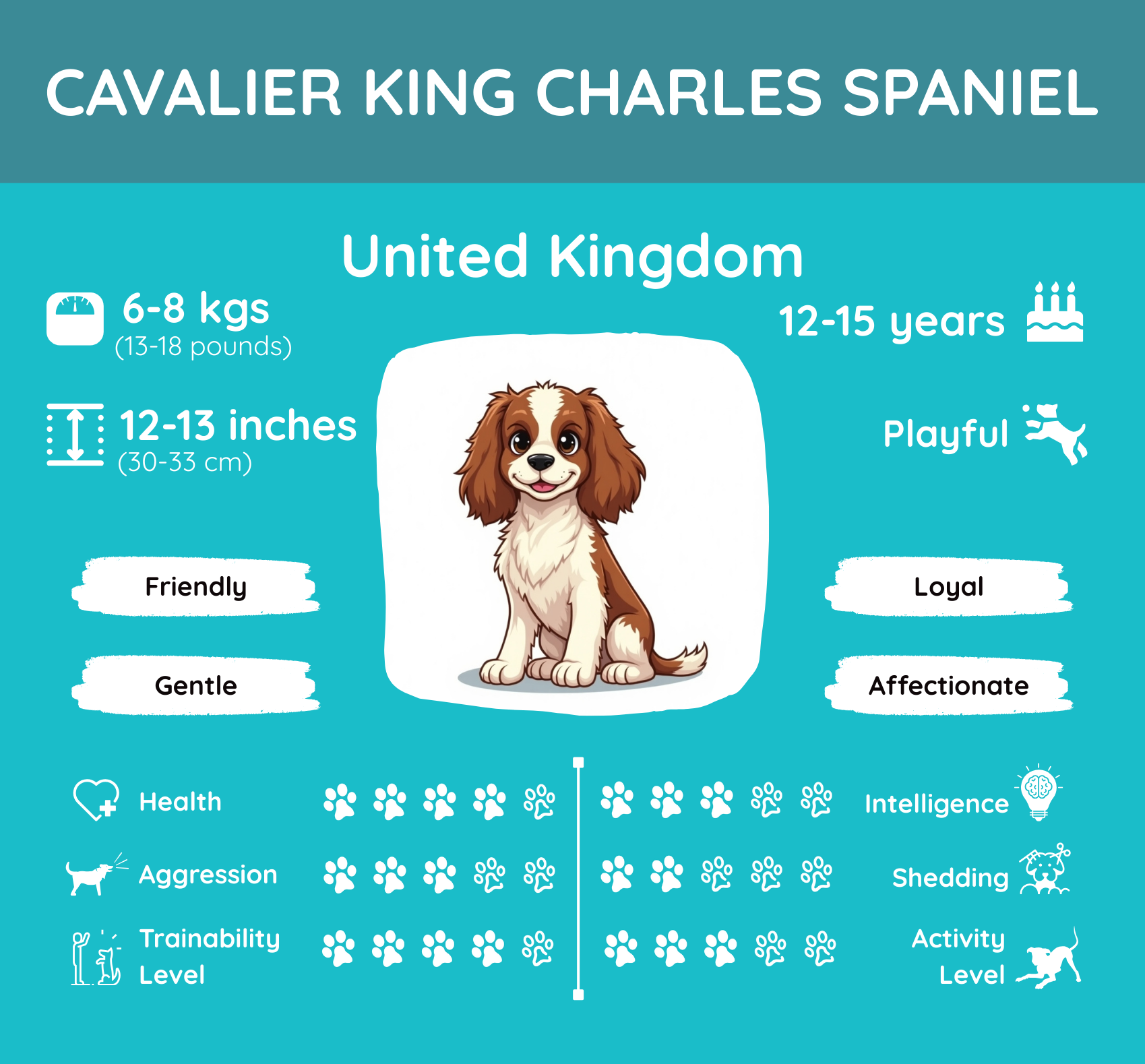 Characteristics of the Cavalier King Charles Spaniel in One Picture