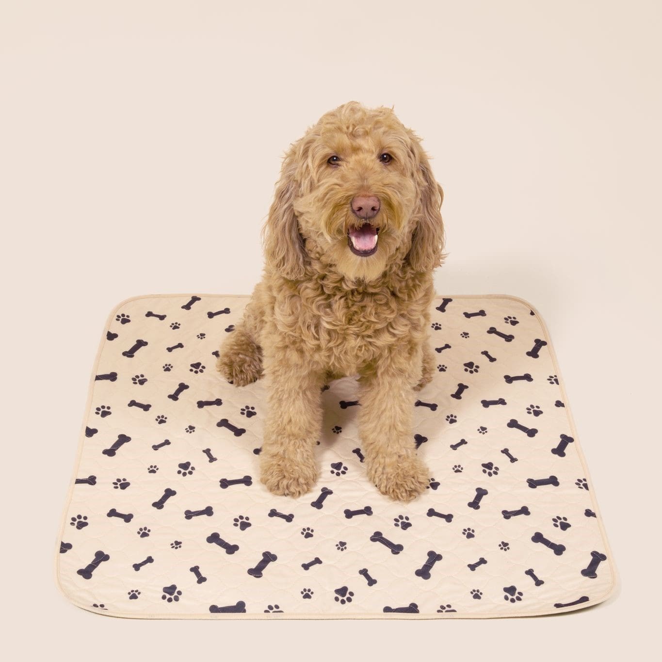 A beige dog sitting on a pee pad