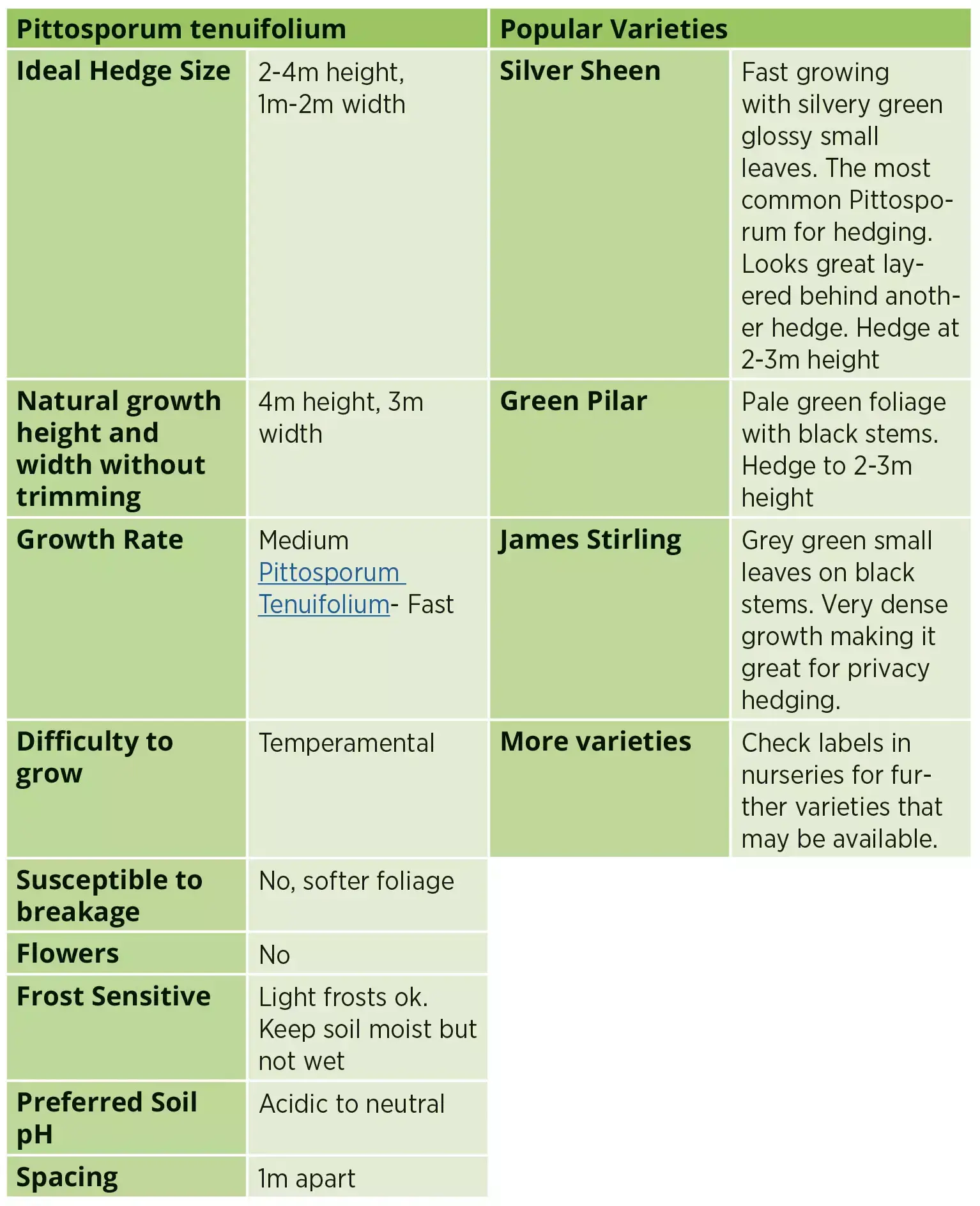 Comparison table for Pittosporum tenuifolium hedges showing ideal size, growth rate, care needs, spacing, and popular varieties such as Silver Sheen, Green Pillar, and James Stirling.