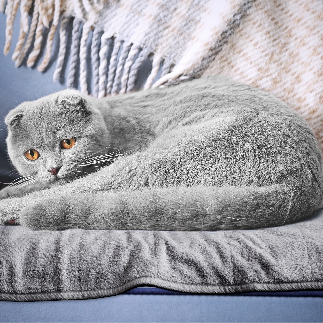 cat on grey washable bed mat on sofa