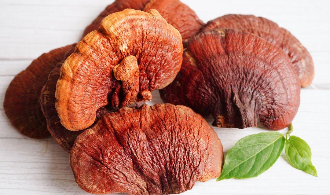 Close up of a few reishi mushrooms
