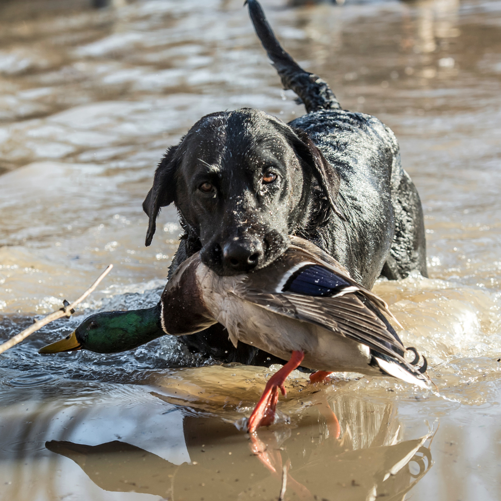 BLACK LABRADOR RETRIEVING GAME