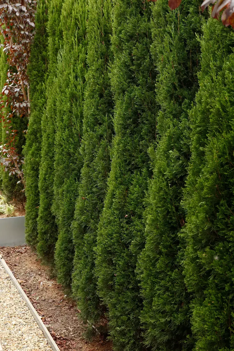 A dense row of neatly clipped conifer hedges with rich green foliage, planted closely together to form a tall, narrow privacy screen along a garden path.