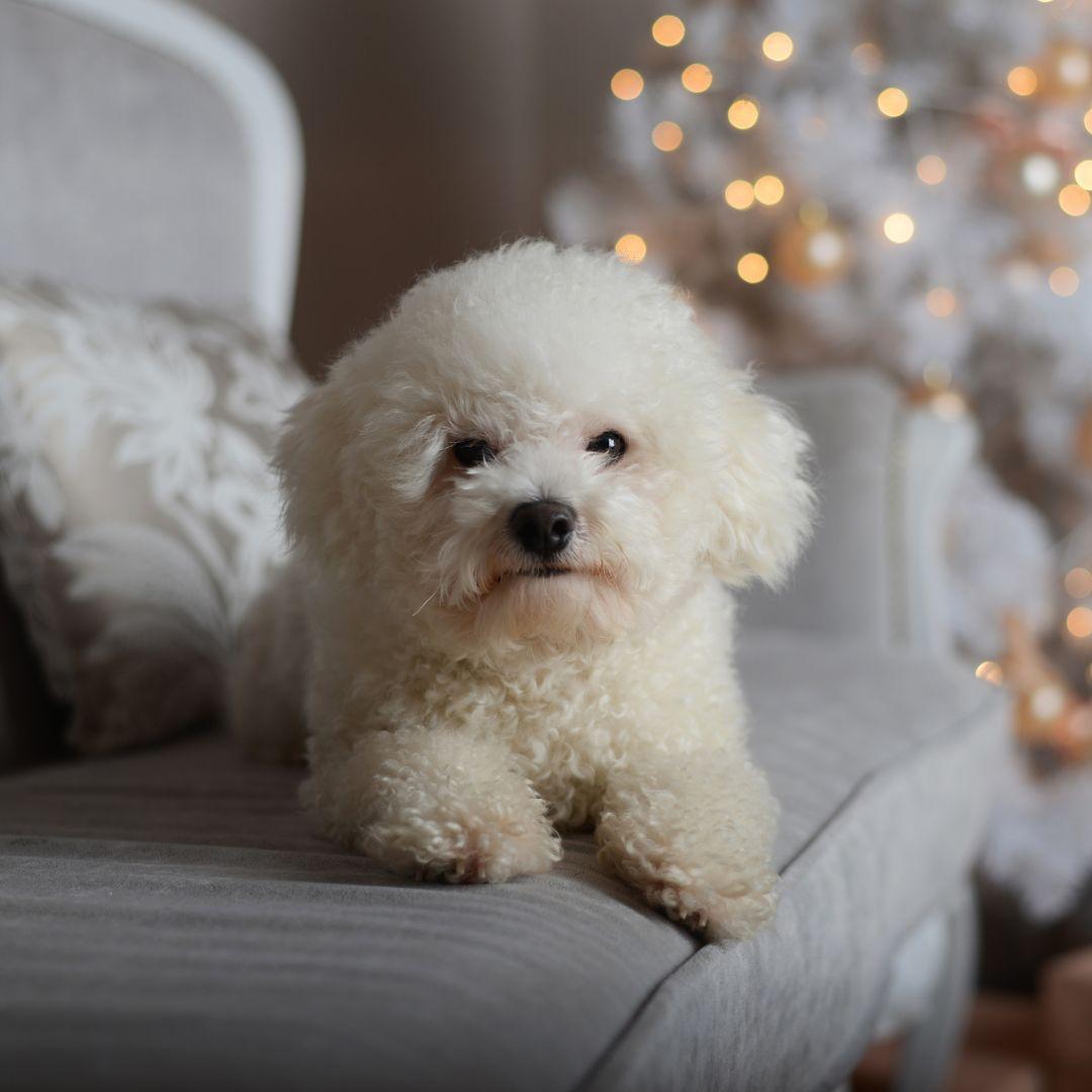 bichon frise puppy sitting on sofa