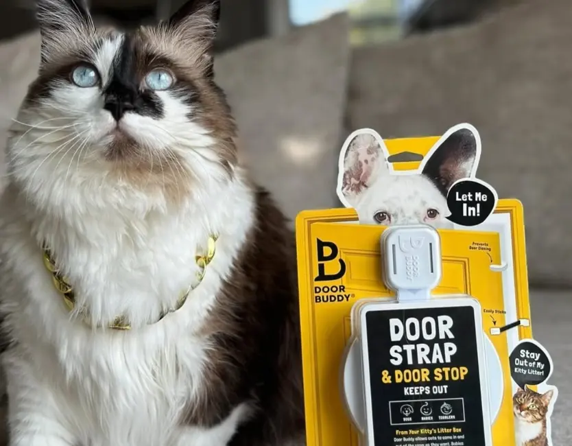 a cat sits next to a door buddy door strap