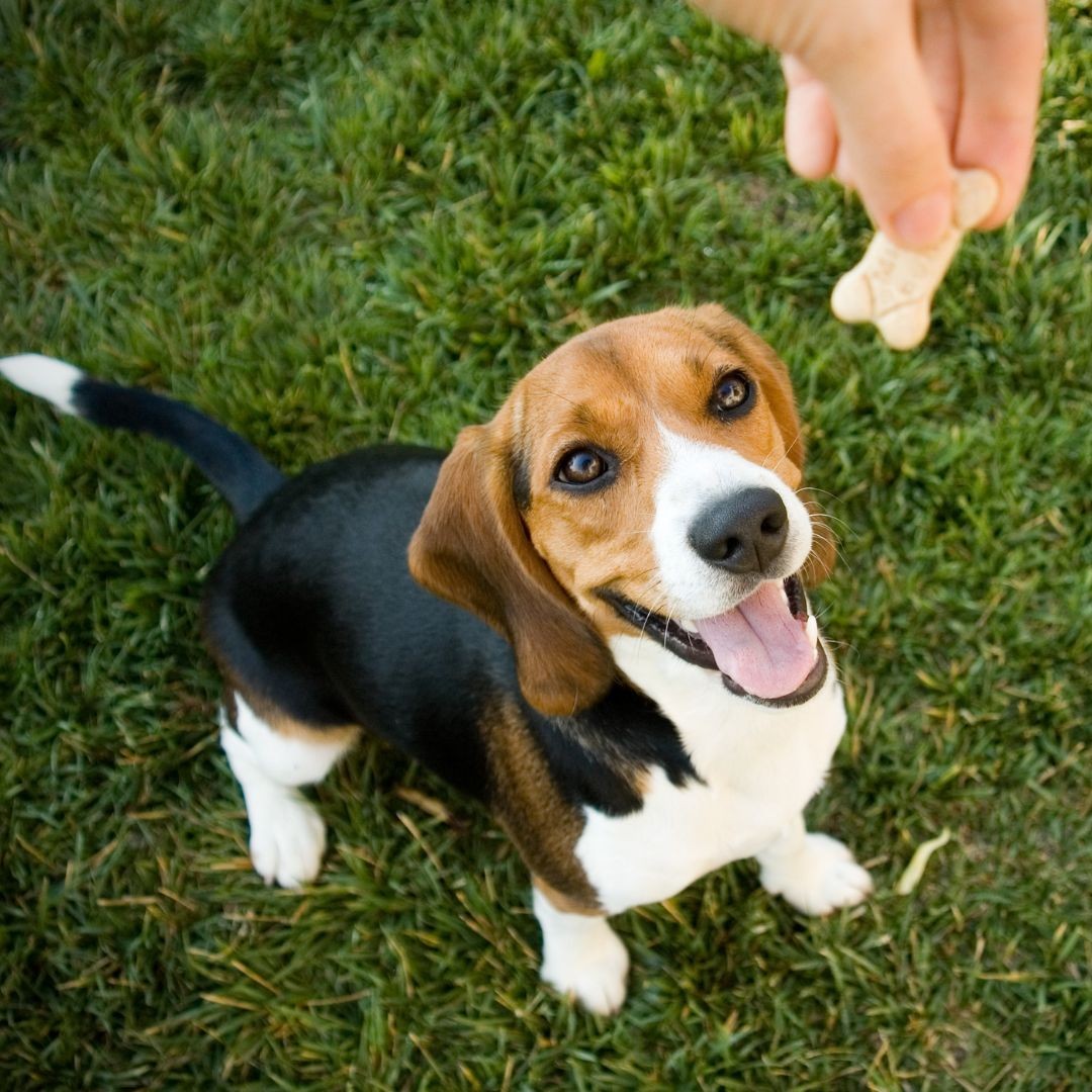 Beagle dog looking up at treat