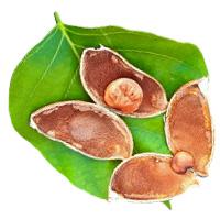 Pongamia Glabra (Indian Beech) Seed Oil