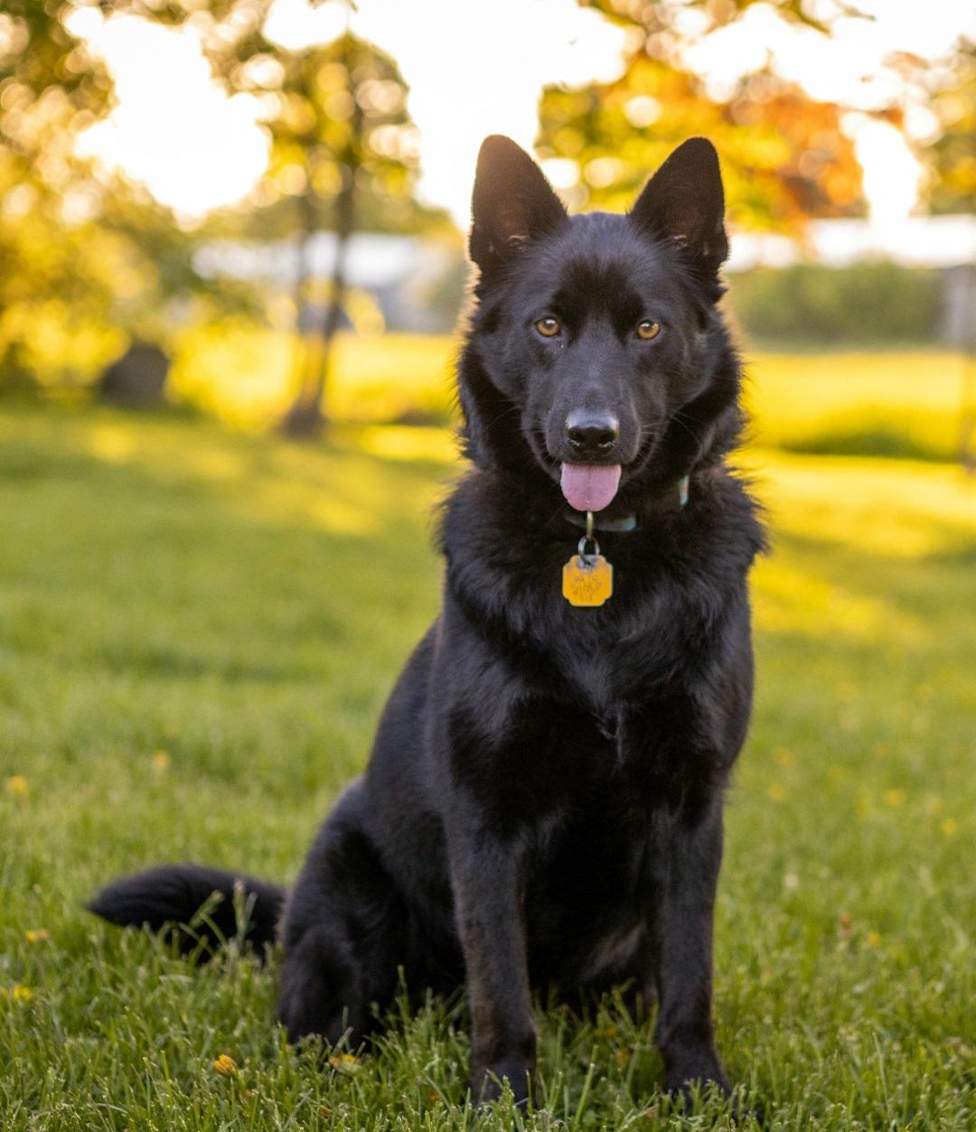 black dog on the grass