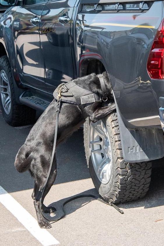 k9 elise searching a vehicle