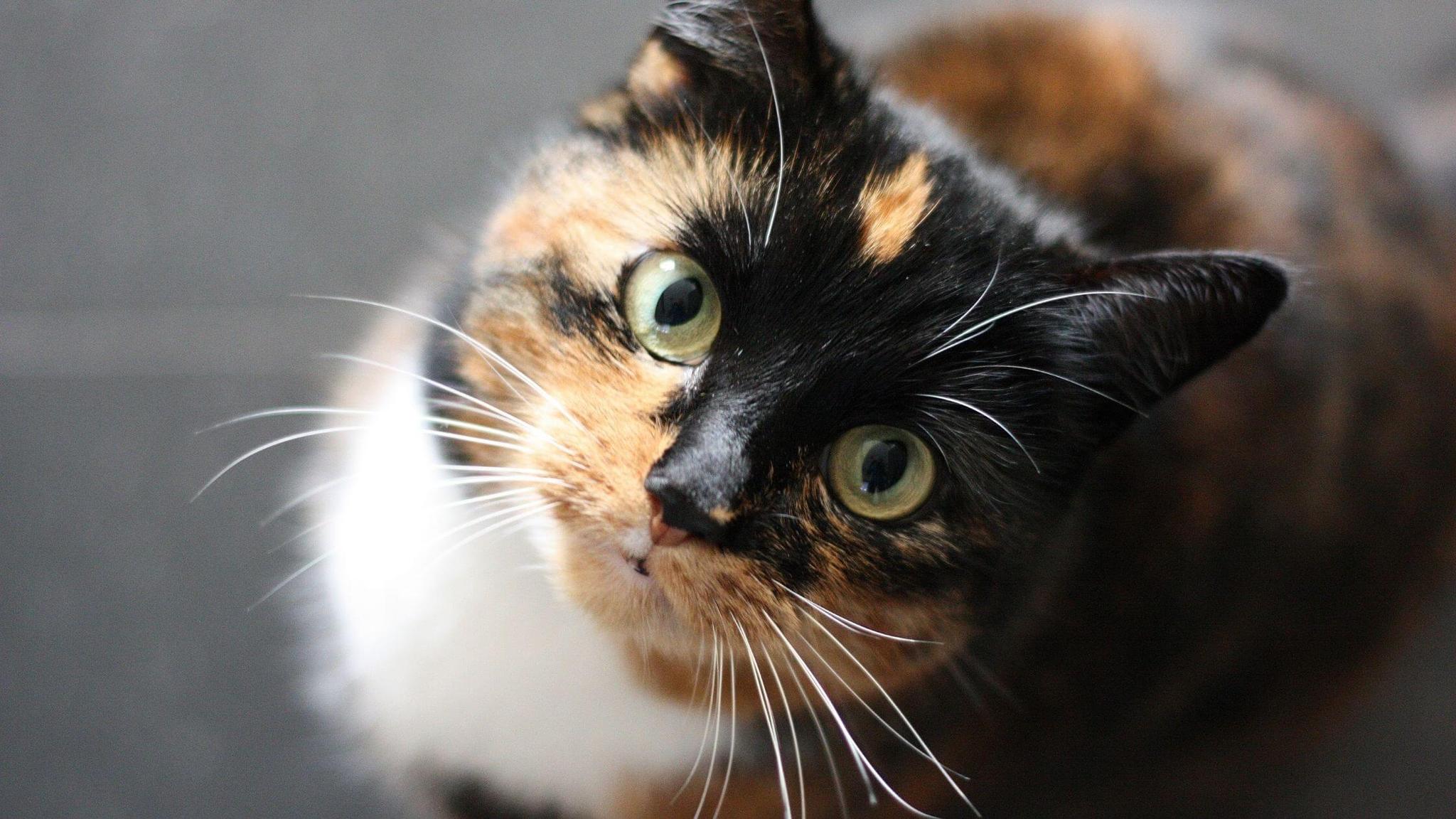 Caring for Senior Cats - Cover Photo