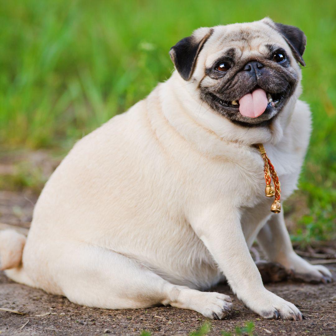 pug obesity