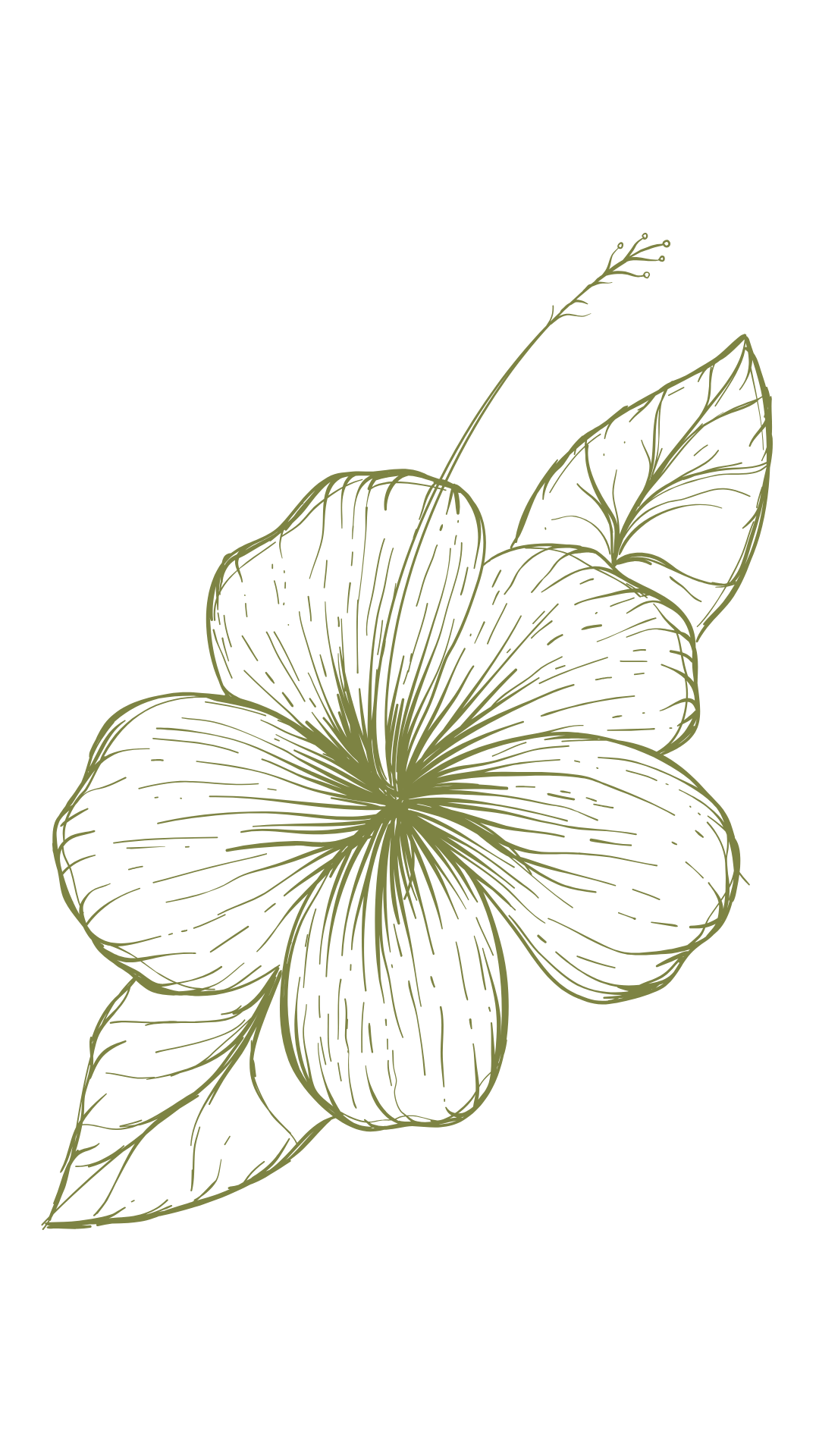 Hibiskus