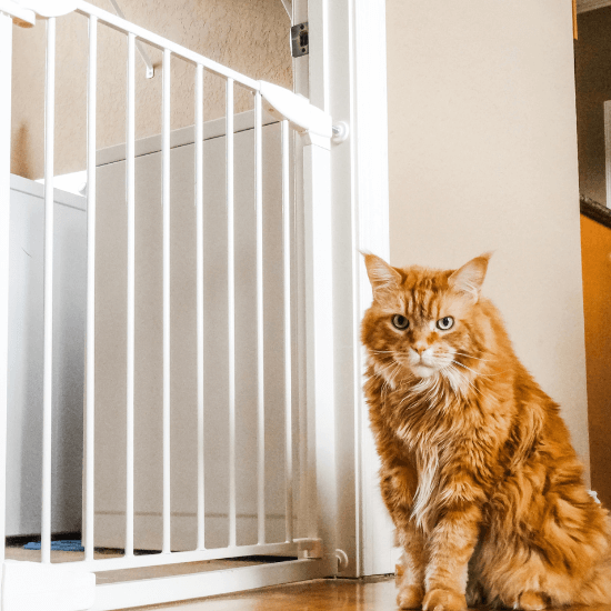 Cat proof baby clearance gate