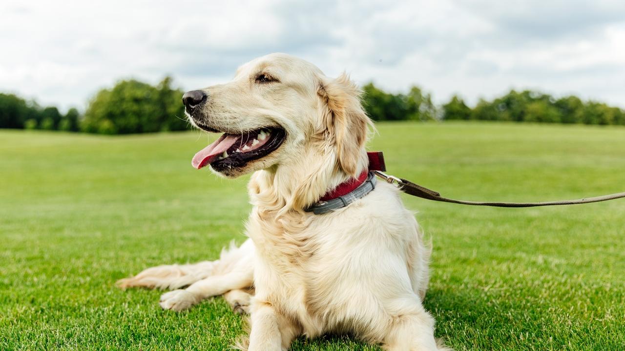 cute golden retriever dog lying on green grass in park