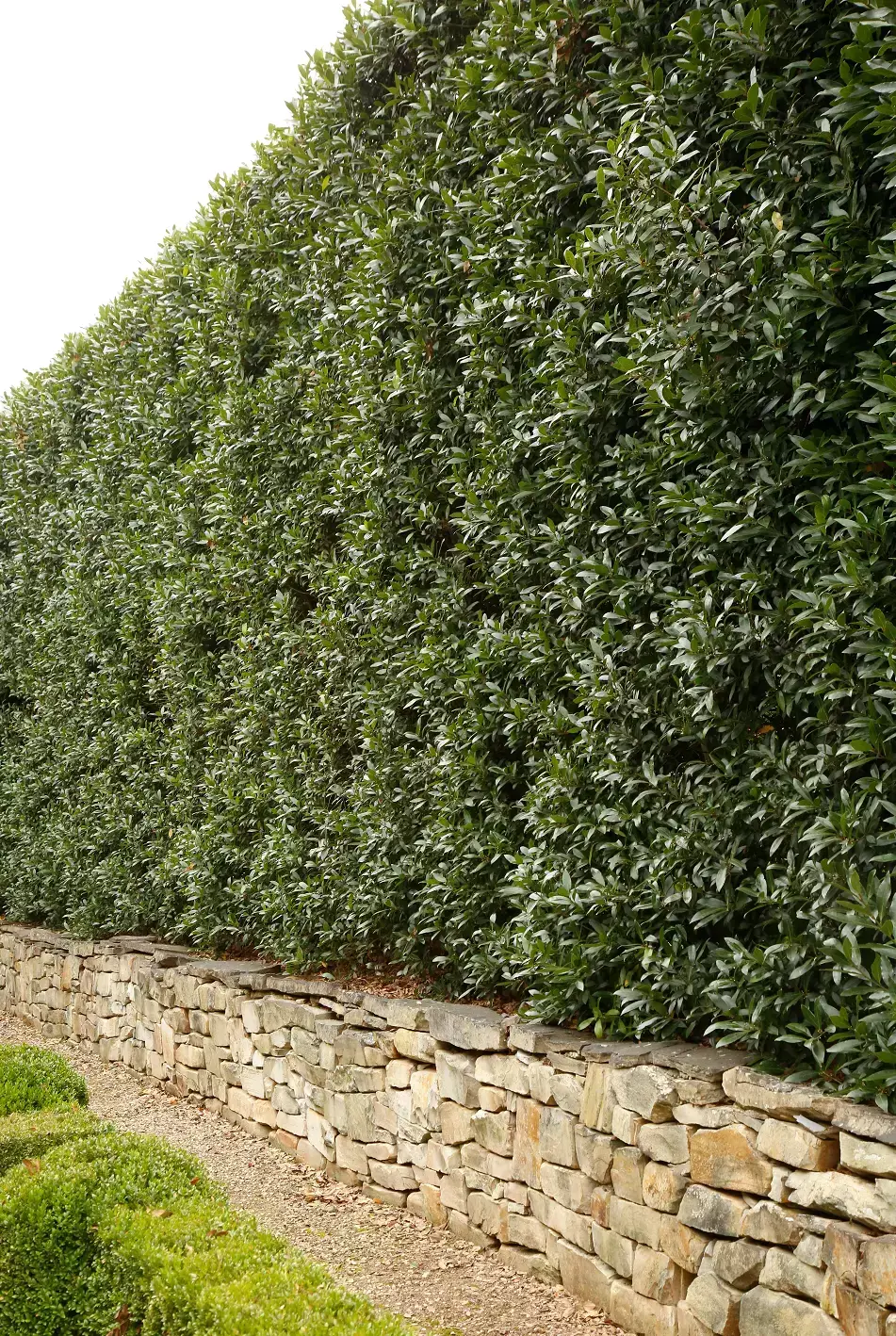 Tall, dense evergreen hedge planted above a low stone retaining wall.
