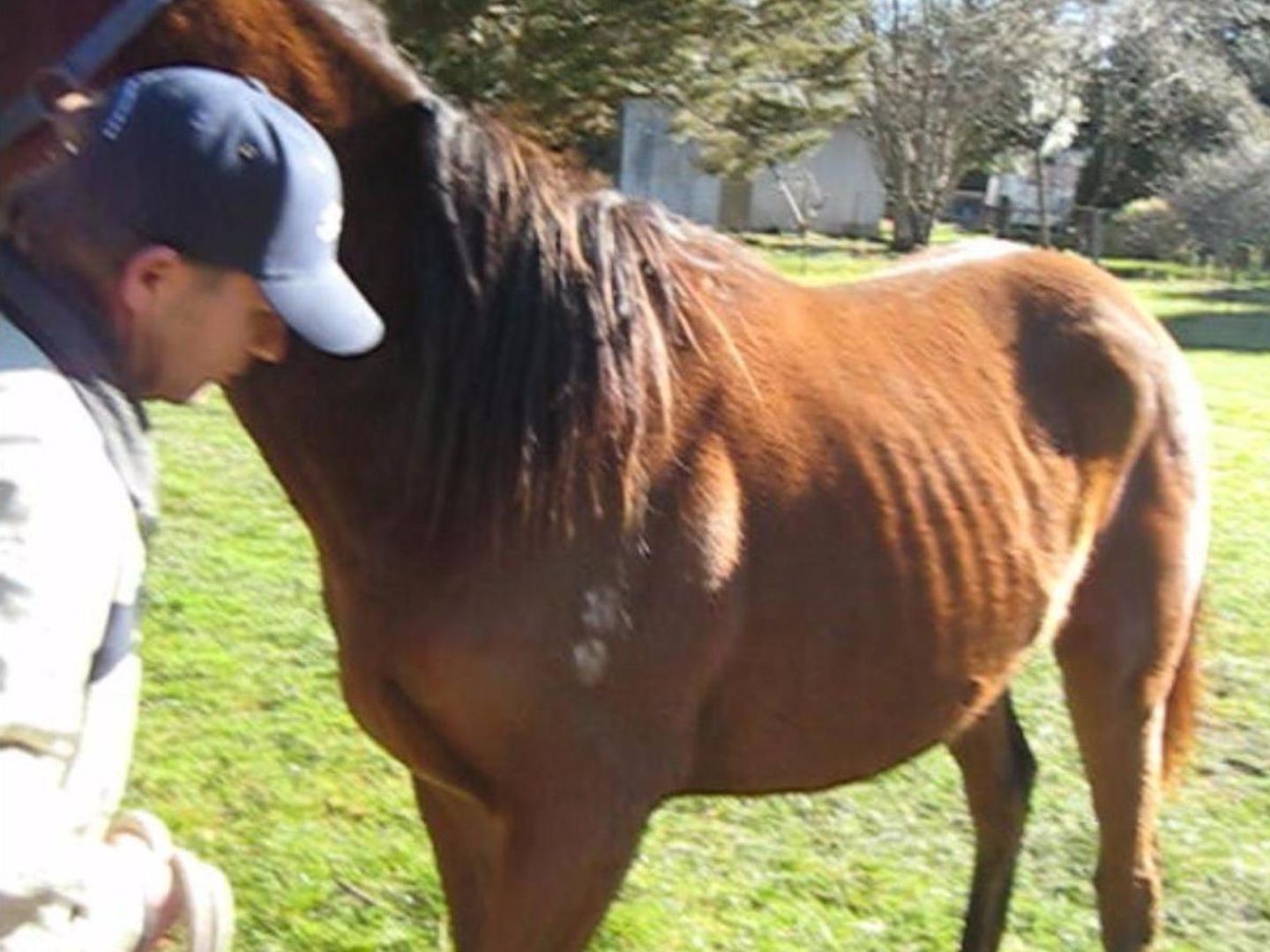 Selvita Equine Owner Checking on Horse